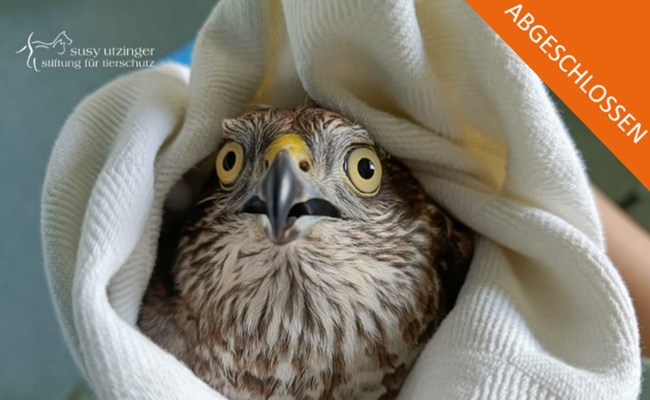 Abgeschlossen: Crowdfunding Volièren für kleine Raubvögel im SUST-Wildlife Rehabilitation Center